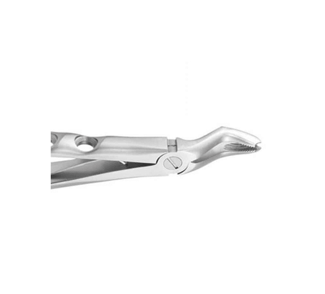 GDC Premium Upper Molar Extraction Dental Forceps - Global Surgicals