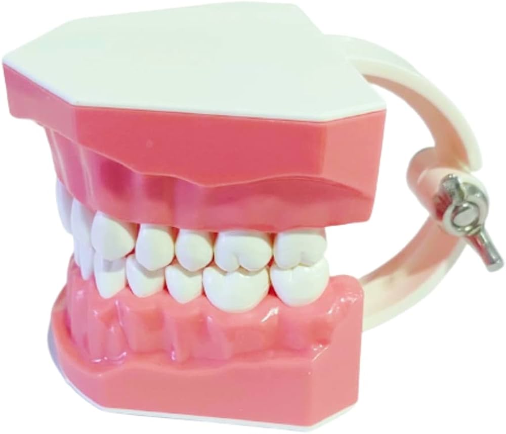 Unique Dents Brushing Patient Education Model - Global Surgicals
